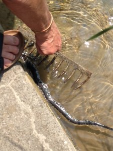 Schlange in der Reuss. Foto: Max J. Meyer